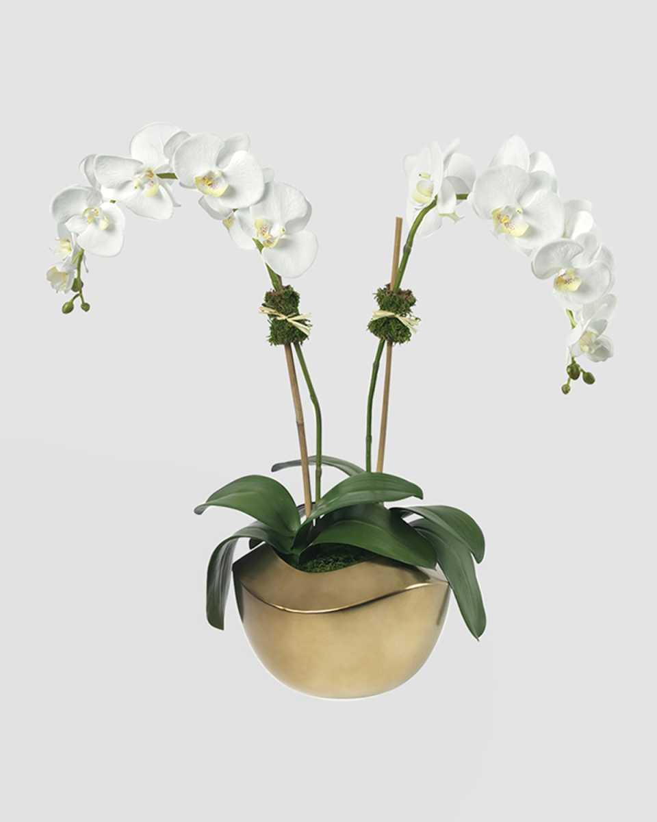 Phalaenopsis Orchid in Gold Pot
